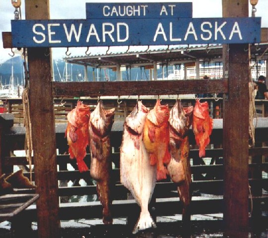 Catch of the day, from the charter fishing boats.